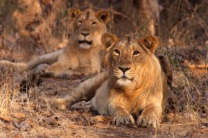 Gir National Best Place to Visit in India